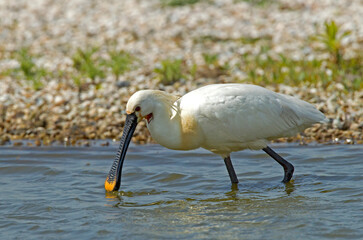 Lepelaar; Eurasian Spoonbill; Platalea leucorodia