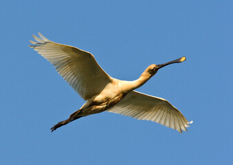 Obraz premium Lepelaar, Eurasian Spoonbill, Platalea leucorodia