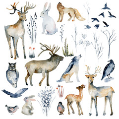 Collection of watercolor forest animals (wolf, owl, fox, rabbit, deer, hare, birds, elk) and winter dry forest plants, hand drawn isolated illustration on white background