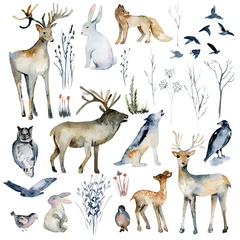 Foto op Plexiglas Bosdieren Verzameling van aquarel bosdieren (wolf, uil, vos, konijn, hert, haas, vogels, elanden) en winter droog bos planten, hand getrokken geïsoleerde illustratie op witte achtergrond