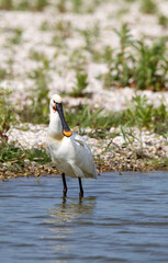 Lepelaar, Eurasian Spoonbill, Platalea leucorodia
