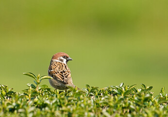Eurasian Tree Sparrow , Ringmus, Passer montanus