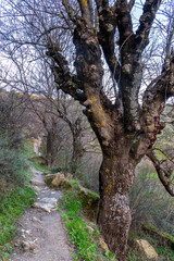 Fototapeta premium Robles en el rio Lozoya. Madrid. España. Europa.