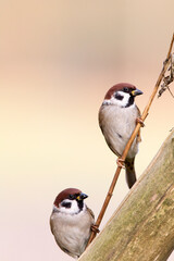 Ringmus, Eurasian Tree Sparrow, Passer montanus