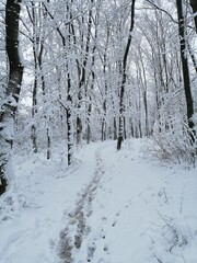 Traces on the snow. Forest idyll
