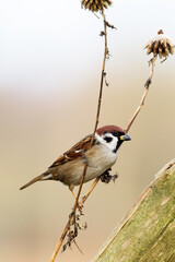 Ringmus, Eurasian Tree Sparrow, Passer montanus