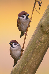 Ringmus, Eurasian Tree Sparrow, Passer montanus