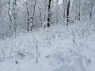 Obraz premium snow covered trees