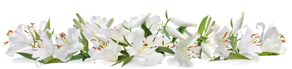 white lily   long - obrazy, fototapety, plakaty