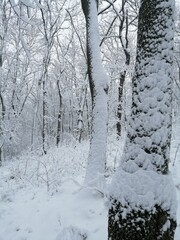 trees in snow