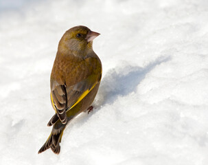 Groenling, European Greenfinch, Carduelis chloris
