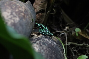 frog
