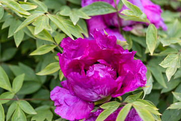 Ffuchsia peony flower. Detailed macro view.