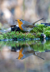 Roodborst; European Robin; Erithacus rubecula