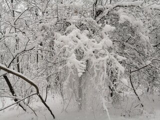 tree in snow