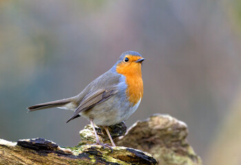 Roodborst; European Robin; Erithacus rubecula