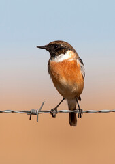 Roodborsttapuit, European Stonechat, Saxicola rubicola