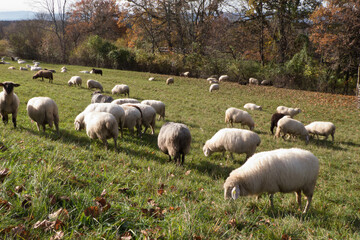 Obraz premium Schafherde auf der Weide
