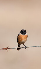 Roodborsttapuit, European Stonechat, Saxicola rubicola