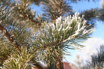 Green branches of a Christmas tree, covered with snow in winter, on a sunny day.