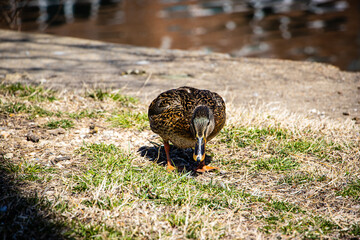 duck