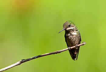 Gepluimde Koketkolibrie, Festive Coquette, Lophornis chalybeus