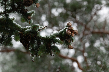 snow covered tree with cones on a branch