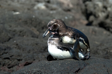 Naklejka premium Galapagospinguin, Galapagos Penguin, Spheniscus mendiculus