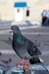 pigeon (Columba livia) on the iron barricade in front of the Tomb of the Unknown soldier in Athens, Greece. Sunny day
