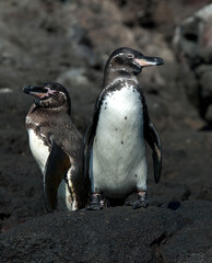 Galapagospinguin, Galapagos Penguin, Spheniscus mendiculus