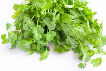 A bunch of fresh coriander on a white background