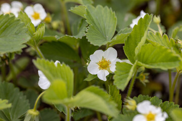 White flowers of garden strawberries on a natural background. Detailed macro view.