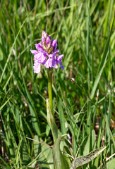Gevlekte orchis; Heath Spotted Orchid; Dactylorhiza maculata