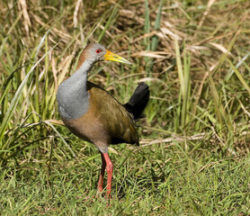 Giant Wood-Rail, Reuzenbosral, Aramides ypecaha