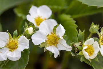 White flowers of garden strawberries on a natural background. Detailed macro view.