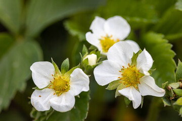 Obraz na płótnie Canvas White flowers of garden strawberries on a natural background. Detailed macro view.