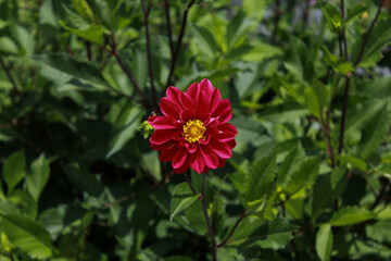 Red Flower