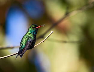 Goudbuiksmaragdkolibrie, Glittering-bellied Emerald, Chlorostilbon lucidus