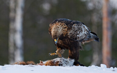 Golden Eagle, Steenarend, Aquila chrysaetos