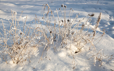 winter landscape small bushes covered with frost and snow sunny day