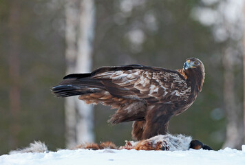 Steenarend, Golden Eagle, Aquila chrysaetos