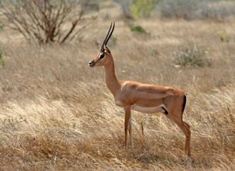 Grantgazelle, Grant's gazelle, Nanger granti