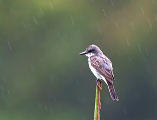 Grijze koningstiran, Gray Kingbird, Tyrannus dominicensis