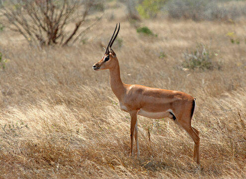 Grantgazelle, Grant's gazelle, Nanger granti