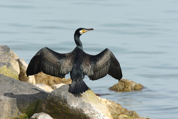 Aalscholver, Great Cormorant, Phalacrocorax carbo