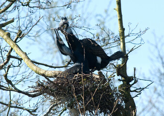 Great Cormorant, Aalscholver, Phalacrocorax carbo