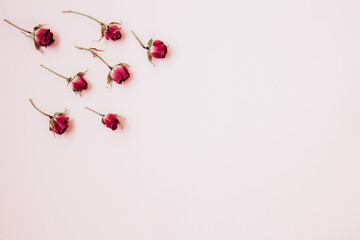 Valentine's Day background. Miniature red rose buds on pastel pink background. Valentines day concept. Flat lay with copy space