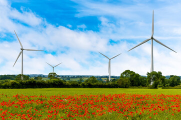 Flowering poppies in a field with a backdrop of wind turbines near Naseby, UK