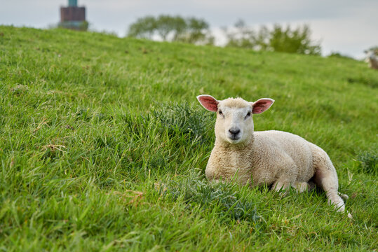 cute little lamb is lying relaxed in the grass on a dike in the district Wesermarsch (Germany)