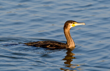 Aalscholver, Great Cormorant, Phalacrocorax carbo
